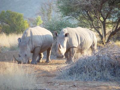 Pilanesberg Rhino 02
