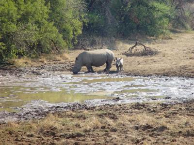 Pilanesberg Rhino