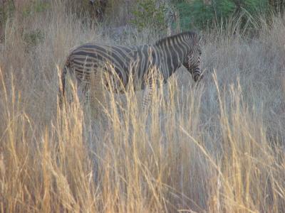 Pilanesberg Zebra