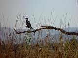 Pilanesberg Cormorant