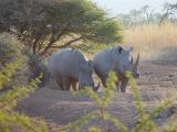 Pilanesberg Rhino 01