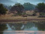 Pilanesberg Rhino 03