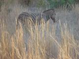 Pilanesberg Zebra