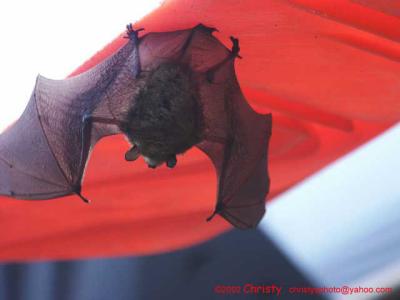 bat2.jpg