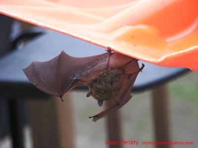 bat3.jpg