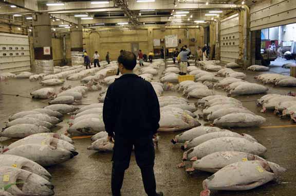 Tsukiji Fish Market