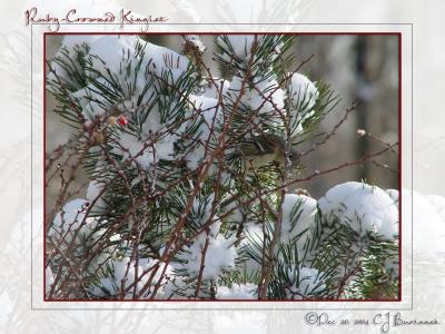 Kinglet00028.jpg