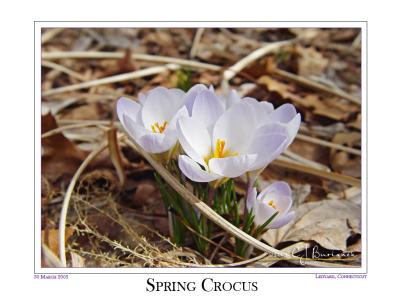 30Mar05 Spring Crocus