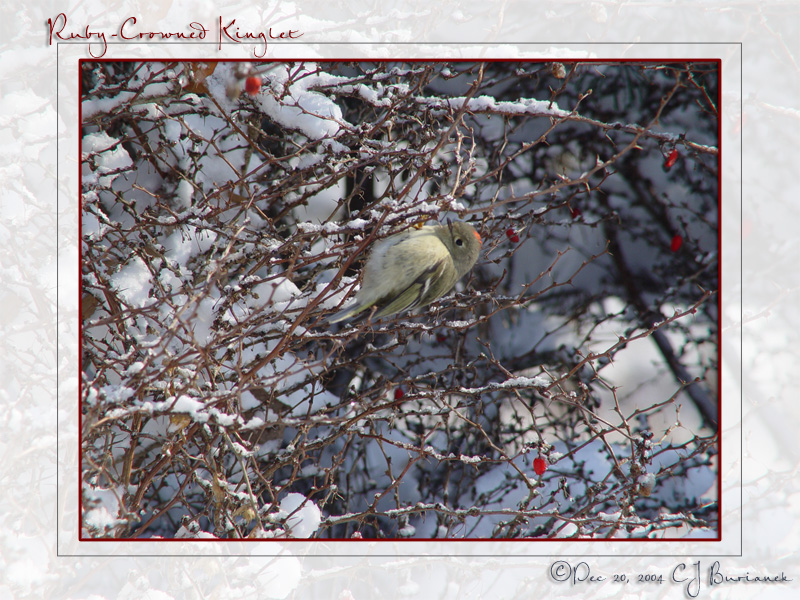 Kinglet00030.jpg