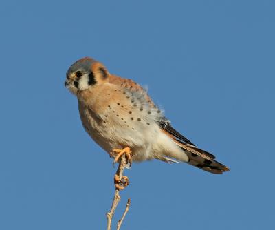 Bosque-2oD-kestrel-1-web.jpg