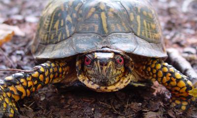 Red-eyed turtle
