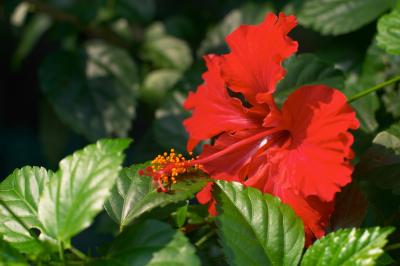 Resting Stamen