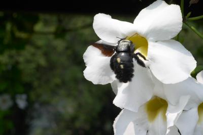 That is one HUGE bee!
