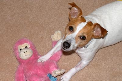 Feeling Better Today...enough to play with the monkey