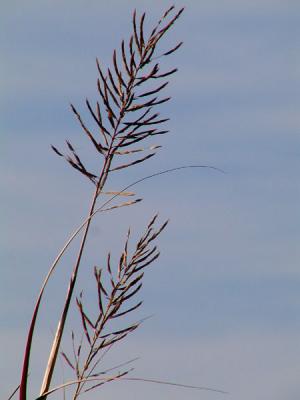 Seeds of Big Grass