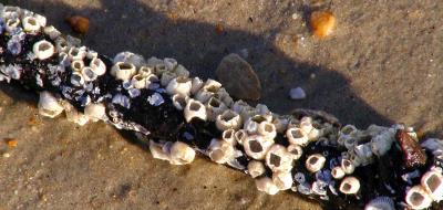 Barnacle