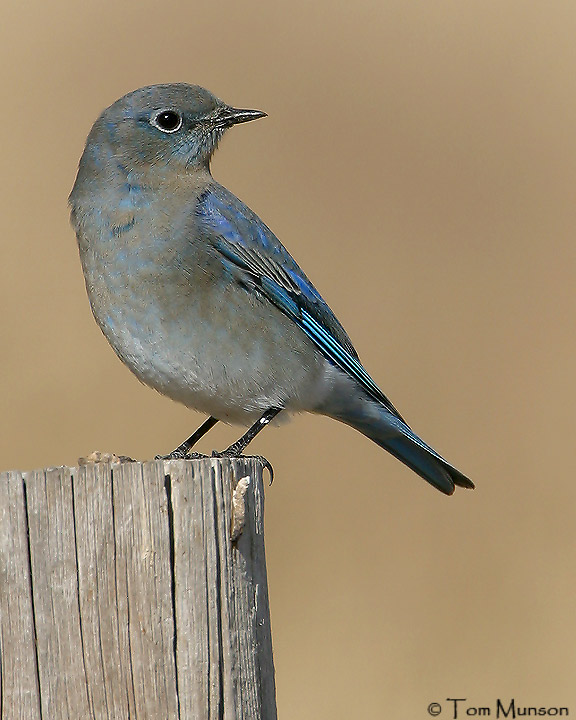 Mountain Bluebird