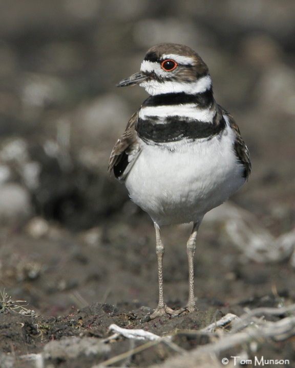 Killdeer