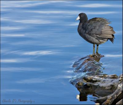 Coot on a Log...