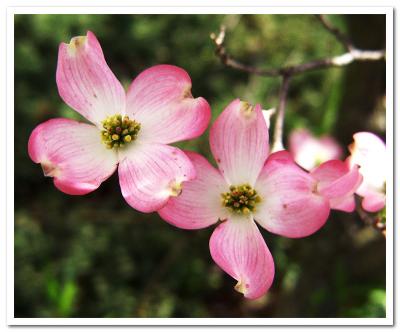 Pink Dogwood outside the door
