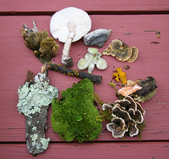 Assorted Nature Finds.jpg