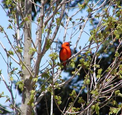 Scarlett Tanager