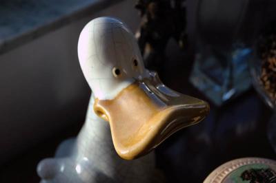 30th March, a duck