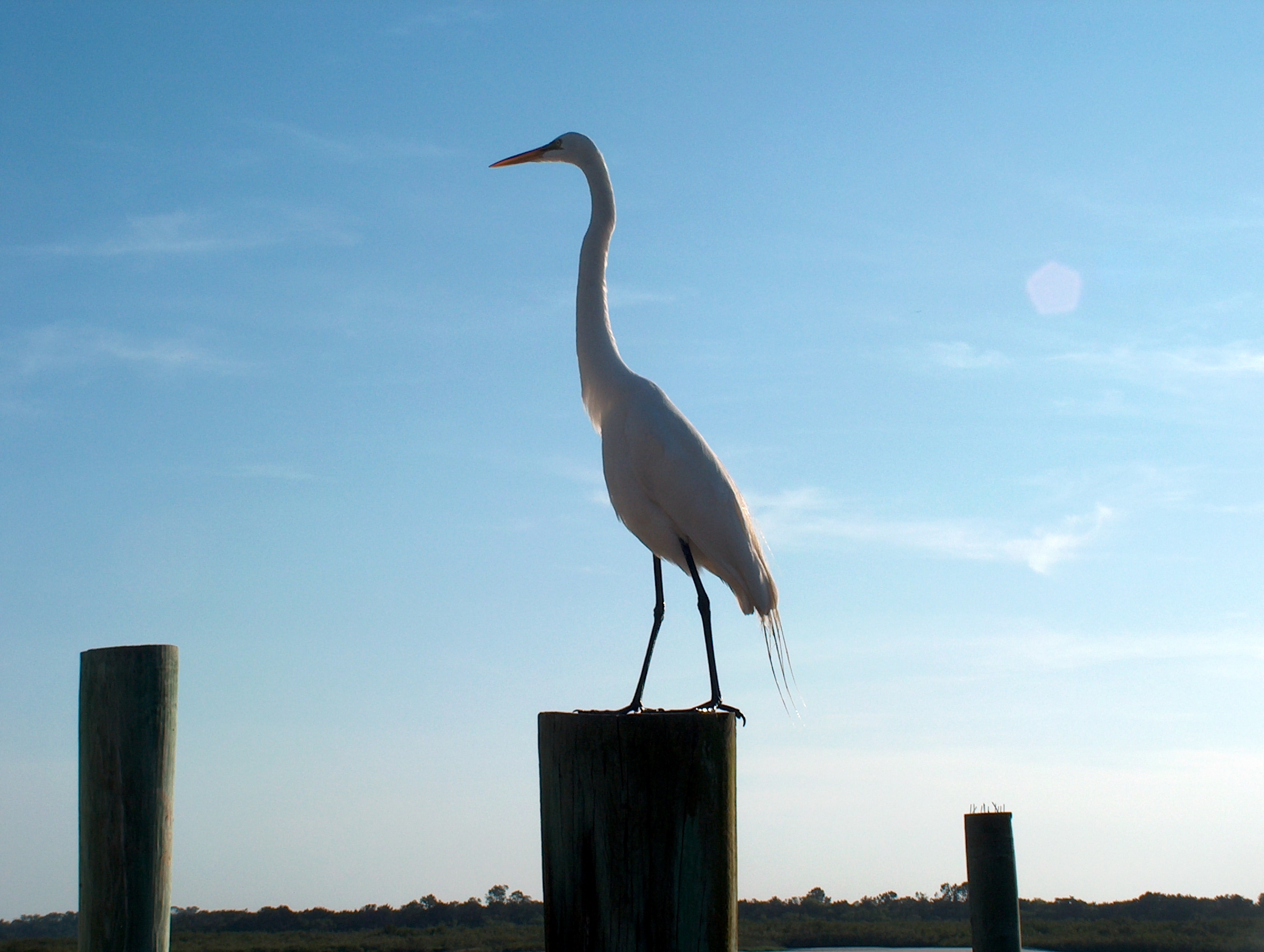 egret?