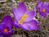 March 29, 2005<br><font size=2>Purple Carpet</font><br>Day 327