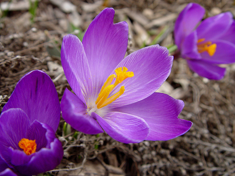 March 29, 2005<br><font size=2>Purple Carpet</font><br>Day 327