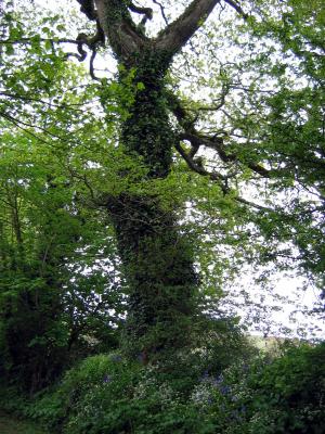 Ballymakeigh House, Youghal, Co. Cork