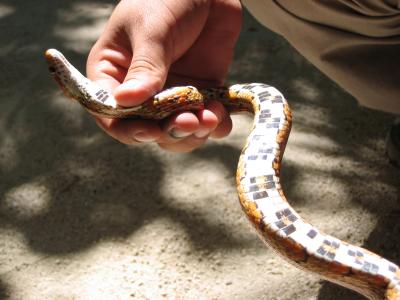 Corn snake, Crococun Zoo, Puerto Morelos, Quintana Roo