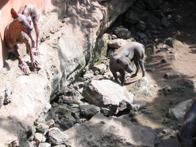 Mexican Hairless, Crococun Zoo, Puerto Morelos, Quintana Roo