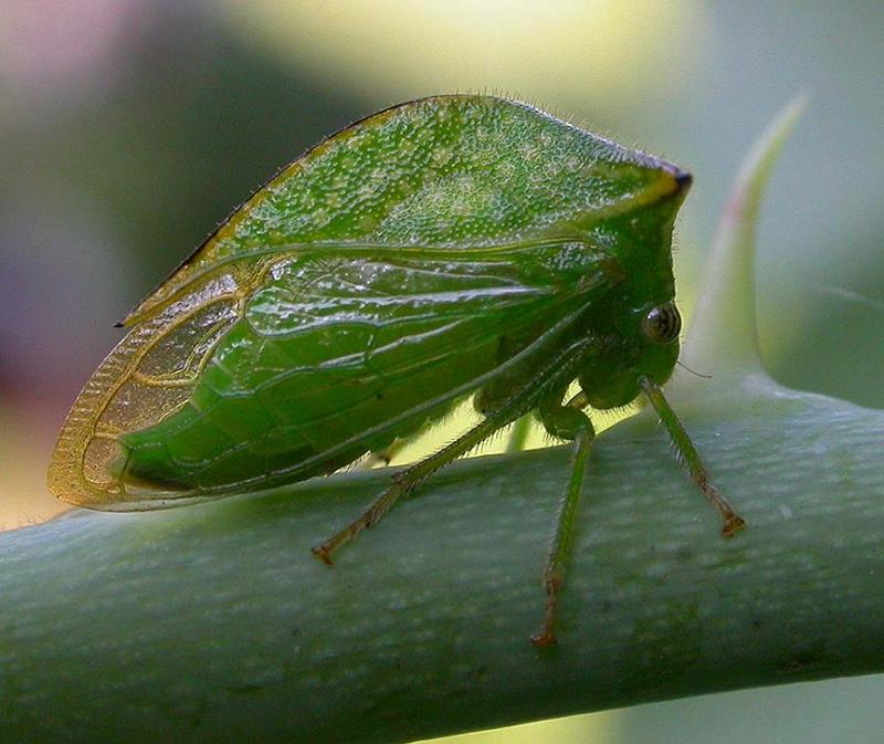 buffalo-treehopper4.jpg