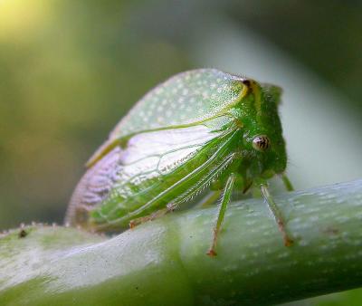 buffalo-treehopper1.jpg