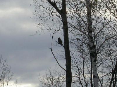 Great Horned owl