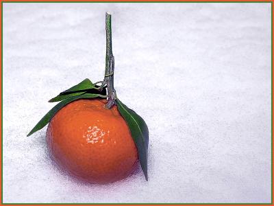 Orange On Snow (*)