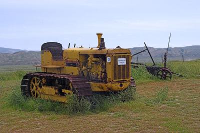 Old Cat in a Field*