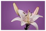 A Flower, Construction Paper and Shop Lights