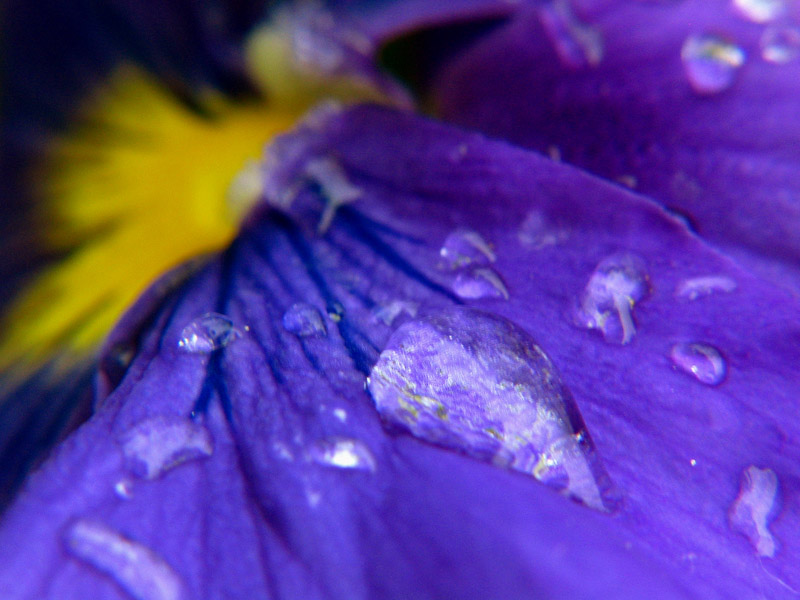 Purple Water*