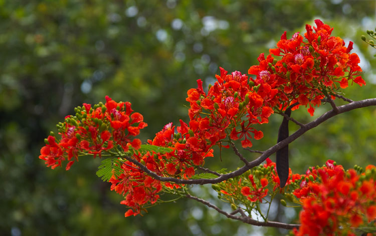 Acacia *