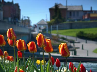 Lindsay, ON: Boardwalk