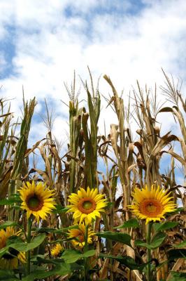 Sunflowers