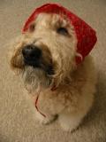 <b>Love for a Dog?</b><br><sub>by Radiant Saint</sub>