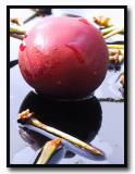 Cherry.jpg