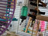 A birds life<br><sub> Radiant Saint