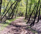 Path through the bird sanctuary