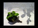 Basil Fish