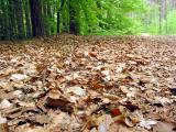 Leaves