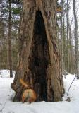 Treed *